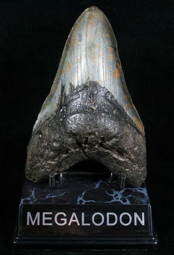 Inch Megalodon Tooth #4357